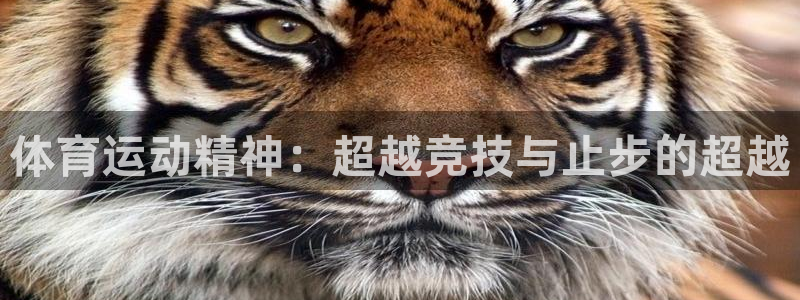 哈哈体育十年